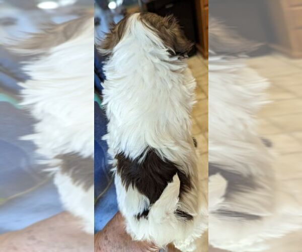 Medium Photo #7 Havanese Puppy For Sale in POST FALLS, ID, USA