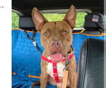 Small Photo #37 American Bulldog-Unknown Mix Puppy For Sale in Sayreville, NJ, NJ, USA