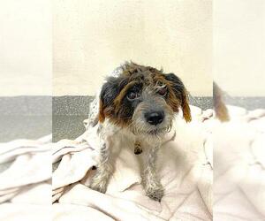 Lhasa Apso-Unknown Mix Dogs for adoption in Naples, FL, USA
