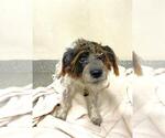 Small Lhasa Apso Mix
