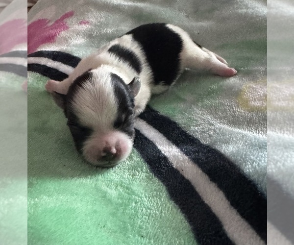 Medium Photo #3 Yorkshire Terrier Puppy For Sale in CORRY, PA, USA