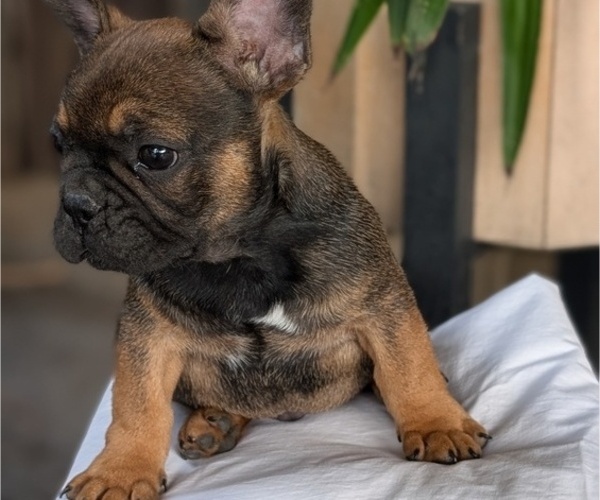 Medium Photo #9 French Bulldog Puppy For Sale in GOSHEN, IN, USA