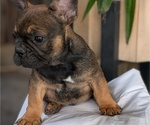 Small #8 French Bulldog