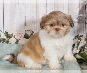 Shih Tzu Puppy for sale in PENNS CREEK, PA, USA