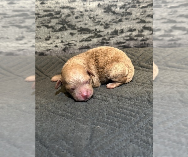 Medium Photo #6 Poodle (Toy) Puppy For Sale in BRONX, NY, USA