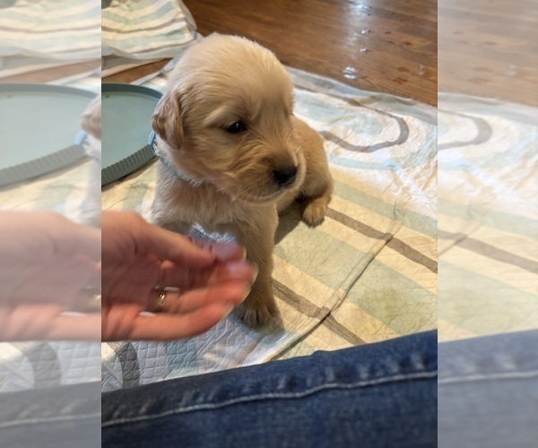 Medium Photo #3 Golden Retriever Puppy For Sale in LYNCHBURG, VA, USA