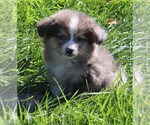 Small Photo #5 Miniature Australian Shepherd Puppy For Sale in MARION CENTER, PA, USA