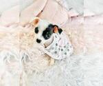 Small Photo #35 Chihuahua Puppy For Sale in PEMBROKE PINES, FL, USA