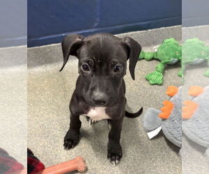 Mutt Dogs for adoption in Sterling, MA, USA