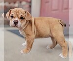 Small Photo #25 Olde English Bulldogge Puppy For Sale in NEOSHO, MO, USA