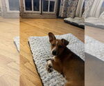 Small #3 Beagle-Red Heeler Mix