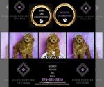 Small Photo #12 Poodle (Toy) Puppy For Sale in WARSAW, IN, USA