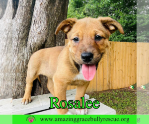 Rosalee - Female Chow Chow-Unknown Mix Dog for Adoption - Photo #21