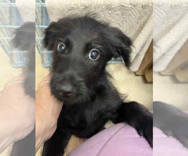 Medium Photo #4 Spaniel-Unknown Mix Puppy For Sale in Sheboygan, WI, USA