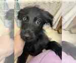 Small #3 Spaniel Mix