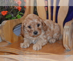 Small #3 Cavapoo