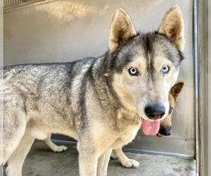 Siberian Husky Dogs for adoption in San Bernardino, CA, USA