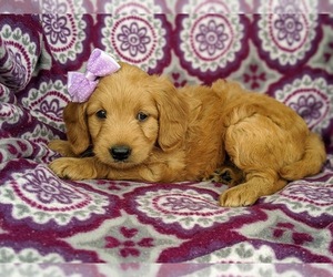 Goldendoodle Puppy for sale in OXFORD, PA, USA