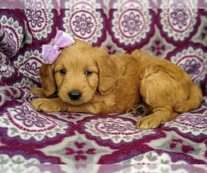 Goldendoodle Puppy for sale in OXFORD, PA, USA