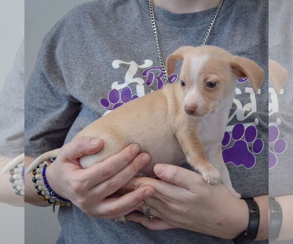 Medium Photo #2 Chiweenie Puppy For Sale in Huntley, IL, USA