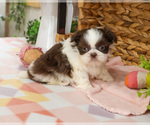 Small #5 Shih Tzu