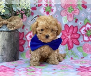 Poodle (Toy) Puppy for sale in LANCASTER, PA, USA