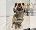 Small Pug