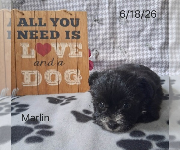 Medium Photo #1 Yo-Chon Puppy For Sale in MOUNT PLEASANT, MI, USA
