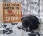 Image preview for Ad Listing. Nickname: Marlin