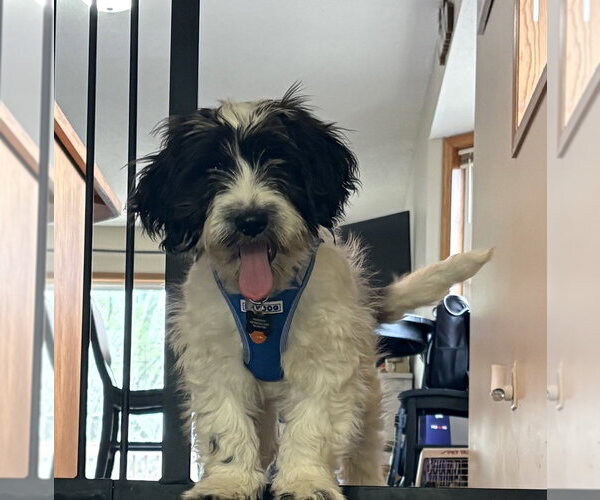 Medium Photo #3 Basset Hound-Maltese Mix Puppy For Sale in Andover, MN, USA