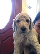 Small Photo #3 Labradoodle Puppy For Sale in KATY, TX, USA