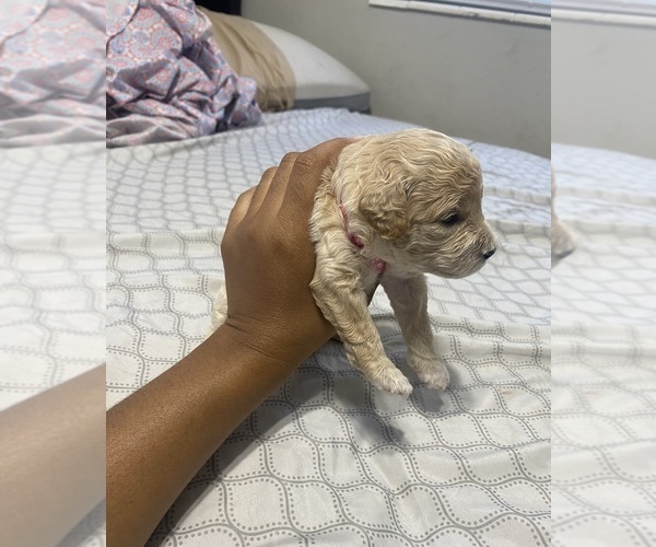 Medium Photo #4 Bichpoo Puppy For Sale in LUTZ, FL, USA