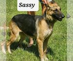 Small #1 German Shepherd Dog