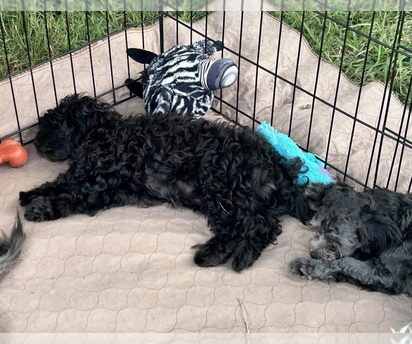 Medium Photo #6 ShihPoo Puppy For Sale in GLOUCESTER, VA, USA