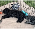 Small Photo #6 ShihPoo Puppy For Sale in GLOUCESTER, VA, USA