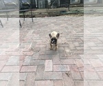 Small Photo #3 French Bulldog Puppy For Sale in NEVADA CITY, CA, USA
