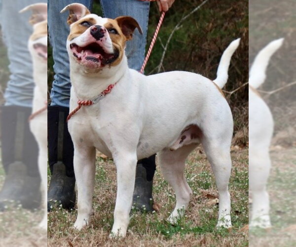 Medium Photo #1 American Staffordshire Terrier-Unknown Mix Puppy For Sale in Green Forest, AR, USA
