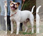 Small American Staffordshire Terrier Mix