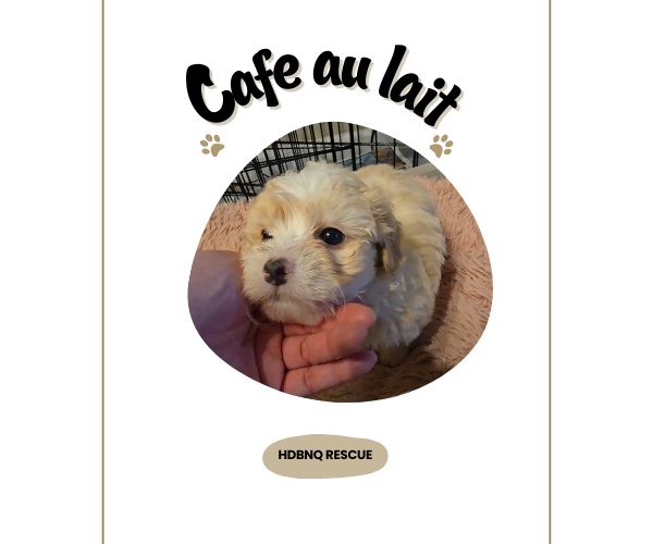 Medium Photo #1 Maltipoo (Miniature) Puppy For Sale in Pacifica, CA, USA