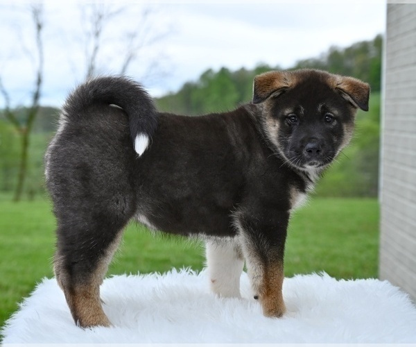 Medium Photo #6 Akita Puppy For Sale in MILLERSBURG, OH, USA