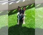 Small #6 Chihuahua Mix