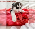 Small Photo #5 Siberian Husky Puppy For Sale in LEHIGHTON, PA, USA