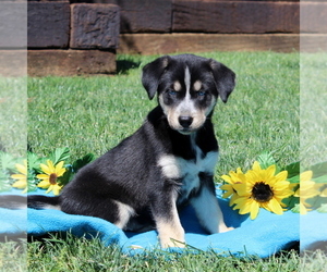Labrador Retriever-Siberian Husky Mix Puppy for sale in PEACH BOTTOM, PA, USA