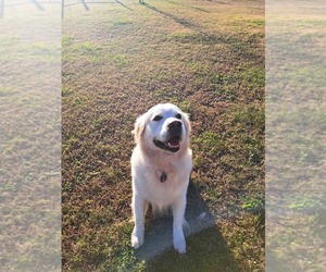 Father of the Golden Retriever puppies born on 09/28/2025
