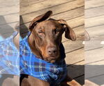 Small #3 Doberman Pinscher