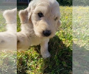 Labradoodle Puppy for sale in SPRINGFIELD, OR, USA