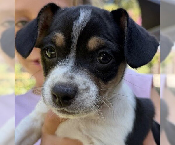 Medium Photo #1 Mutt Puppy For Sale in Pleasanton, CA, USA