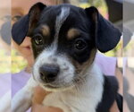Small Mutt