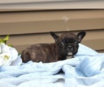 Small Photo #26 French Bulldog Puppy For Sale in LIBERTY, KY, USA