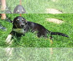 Small #2 Mutt